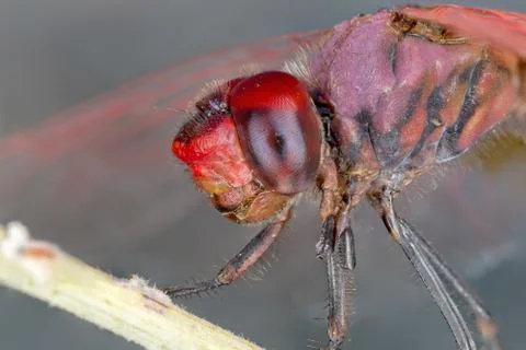 A close-up of a beautiful dragonfly Stock Photos