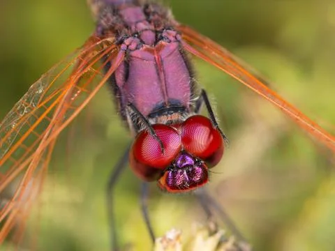 A close-up of a beautiful dragonfly Stock Photos