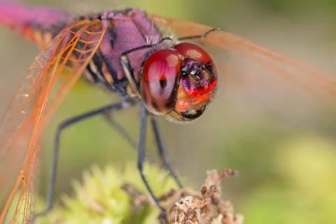 A close-up of a beautiful dragonfly Stock Photos