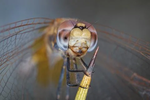 A close-up of a beautiful dragonfly Stock Photos
