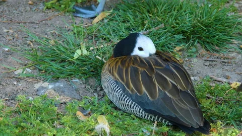 Close up of beautiful duck Stock Footage 131390282