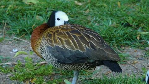 Close up of beautiful duck Stock Footage 131390700