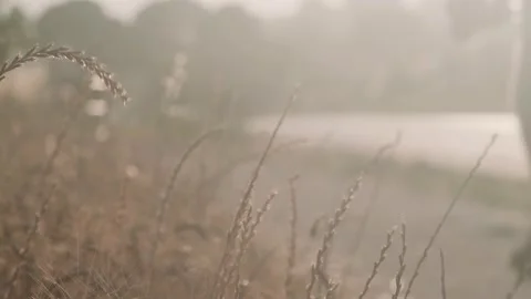 Close-up of beautiful ears of wheat swaying in the wind. Cereals. Amazing plants Stock Footage 157283959