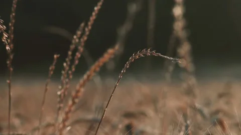 Close-up of beautiful ears of wheat swaying in the wind. Cereals. Amazing plants Stock Footage 157284092