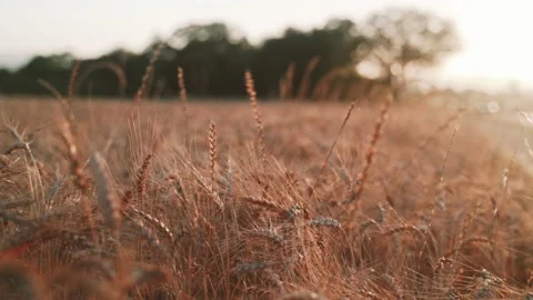 Close-up of beautiful ears of wheat swaying in the wind. Cereals. Amazing plants Stock Footage 157284539