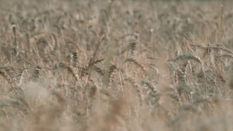 Close-up of beautiful ears of wheat swaying in the wind. Cereals. Amazing plants Stock Footage 159281152
