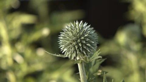A close-up of a beautiful echinops flower in springtime. 스톡 동영상 119736918