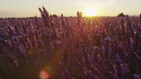 CLOSE UP: Beautiful endless lavender field at summer sunset Stock Footage 54642893