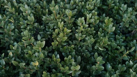 A close-up of a beautiful evergreen shrub Stock Footage 330641519