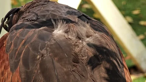 Close up of beautiful falcon feathers. Stock Footage 305981616