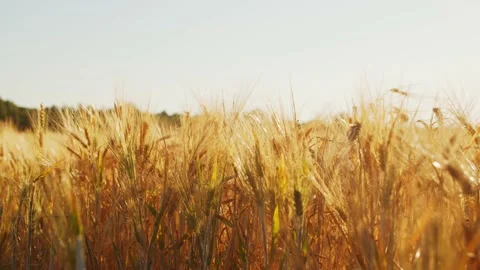 Close-up of a beautiful field in the rays of the sunset. Countryside landscape Stock Footage 158590066