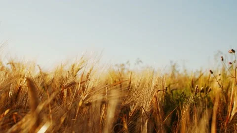 Close-up of a beautiful field in the rays of the sunset. Countryside landscape Stock Footage 158930992