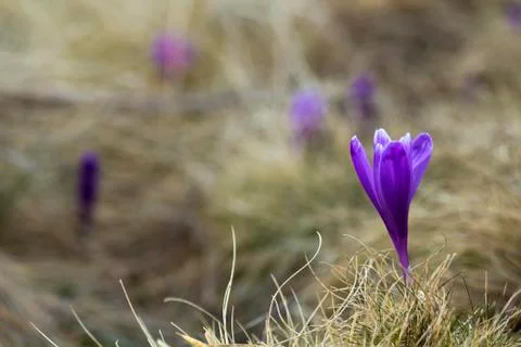 Close-up of beautiful first spring flowers, violet crocuses blooming in Carpa Stock-Fotos