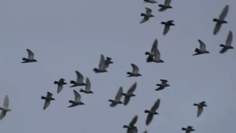 Close up beautiful flock of doves flying in the sky. Stock Footage 148879556