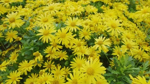 Close up of beautiful flower bed filled with yellow and golden daisy bush Stock Footage 289677458