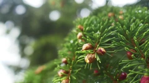 Close up of beautiful flower with fruit in rain forest Video stock 170448302