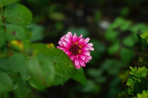 Close-up of a beautiful flower Stock Photos