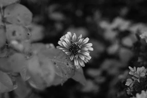 Close-up of a beautiful flower Stock Photos