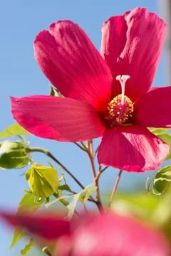 Close up of a beautiful flower. Stock Photos
