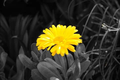 Close up of a beautiful flower Stock Photos