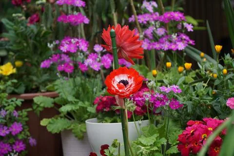 Close up of a beautiful flower Stock Photos