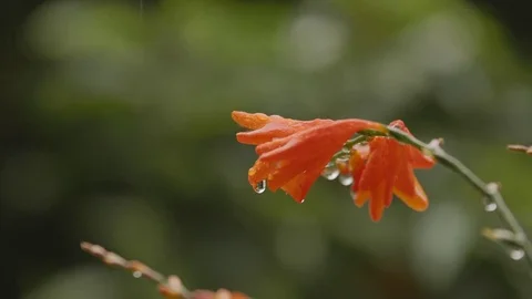 Close-up of a beautiful flower in the rain Stock Footage 79547355