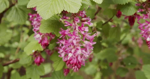 Close up of beautiful flowering currents gently swaying with light breeze 库存影片 151750711