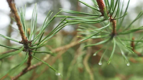 Close up of beautiful flowers in rain forest. Dewdrop stuck on the leaves Stock Footage 170447326