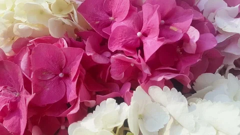 Close up of beautiful flowers at a wedding. Stock Footage 94983615
