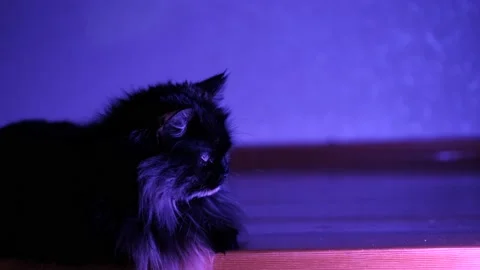 Close-up of a beautiful fluffy cat and violet blue backlight Stock Footage 168412364