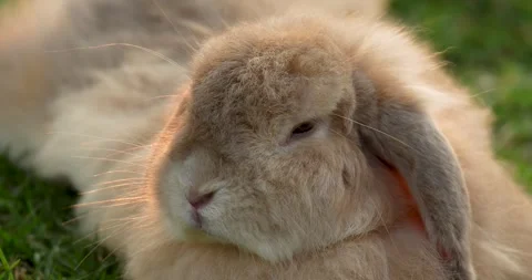 Close up of beautiful fluffy rabbit. Stock Footage 271226838