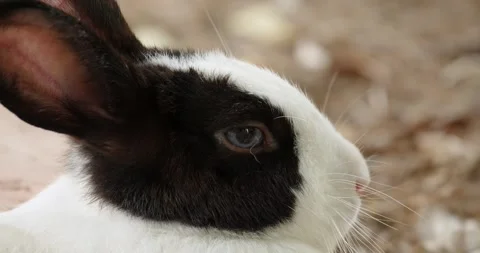 Close up of beautiful fluffy rabbit. Stock Footage 280487908