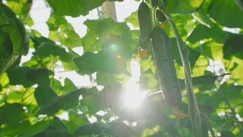 Close-up of beautiful fresh cucumbers hanging on branches. Modern farming Stock Footage 129670181
