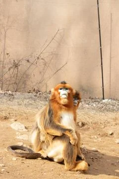 Close up Beautiful Golden Monkey Stock Photos