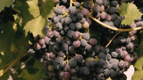 Close up of beautiful grapes in winery yard ready for harvest Stock Footage 205563845