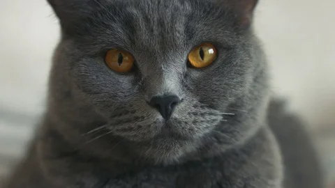 Close up of beautiful gray cat Stock Footage 74081728