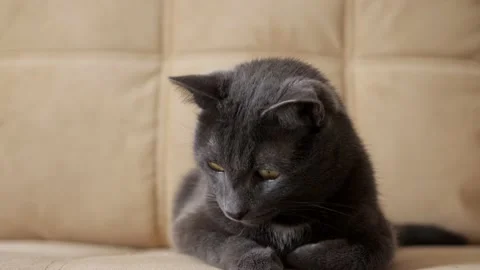 Close-up of a beautiful gray cat sitting on the edge of a beige sofa Stock Footage 139344437
