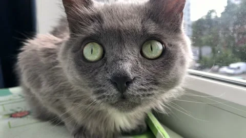 Close-up of a beautiful gray short-haired adult cat, which looks with its Stock Footage 136954733