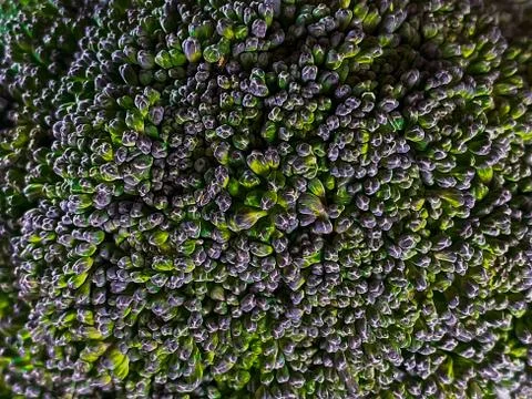 Close-up of beautiful green broccoli texture. Good option for a healthy food Stock Photos
