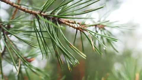 Close up of beautiful green leaves in rain forest. Dewdrop stuck on the leaves Stock Footage 170445708