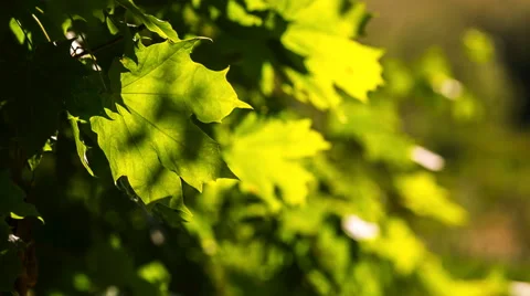 Close up of beautiful green maple leaves on branch. Stock Footage 58686086