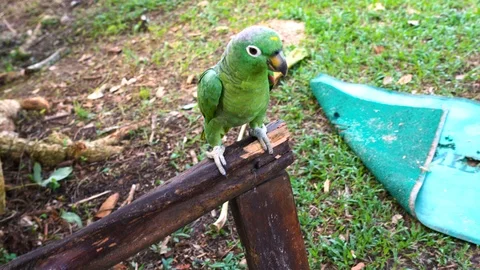 Close up: Beautiful green parrot in Amazon rainforest nature, Brazil. Stock Footage 115372041