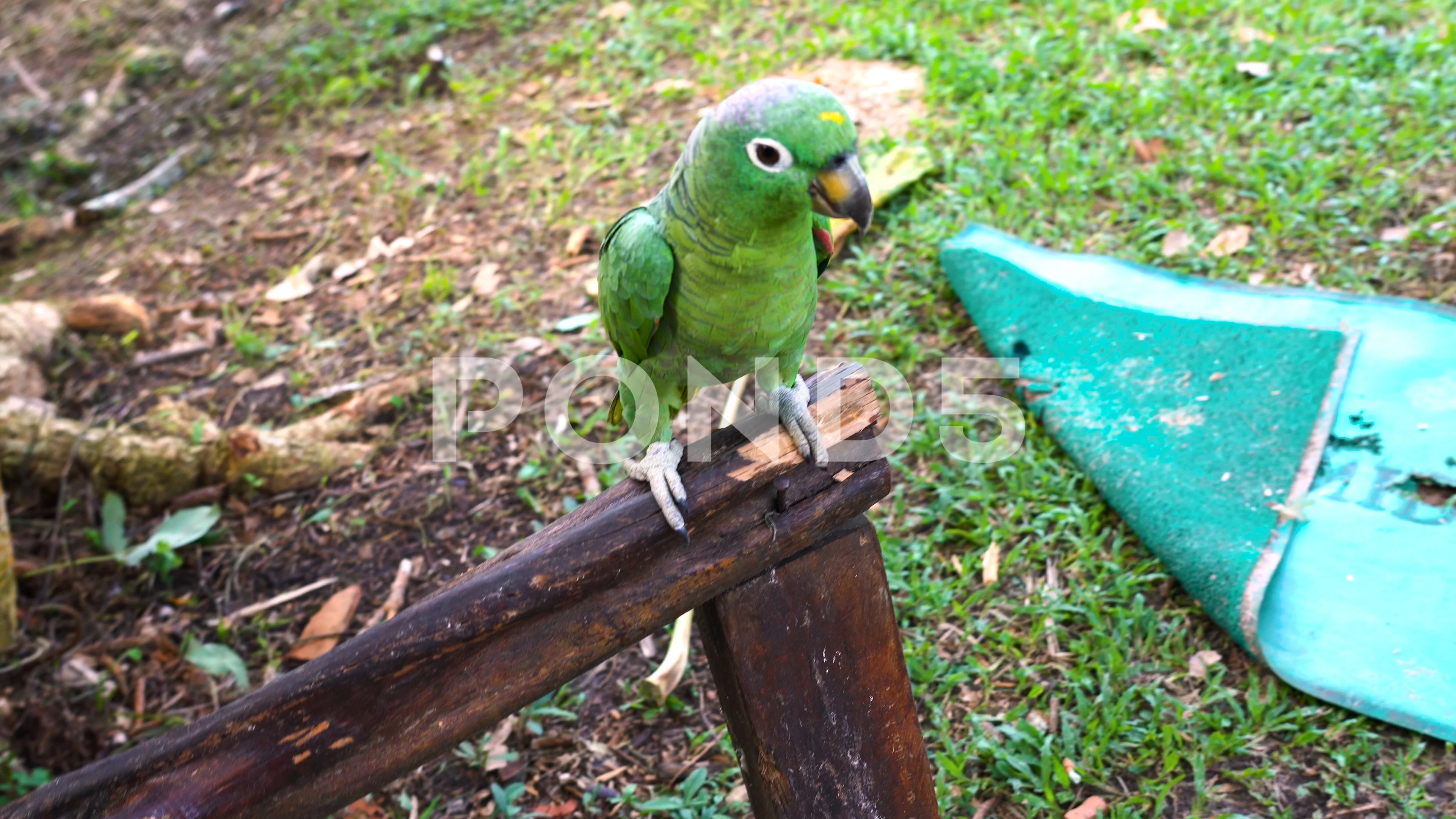 Close Up Beautiful Green Parrot In Amaz Stock Video Pond5