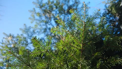Close up of beautiful green spruce branches at early calm spring day Stock Footage 301074903