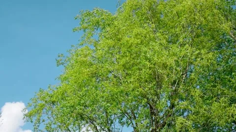 Close up beautiful green tree sways in wind on background blue sky in summer Stock Footage 163241638