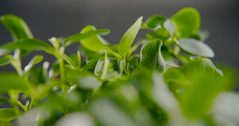 Close-up of beautiful greens for salads in slow motion 4k Stock Footage 101297716