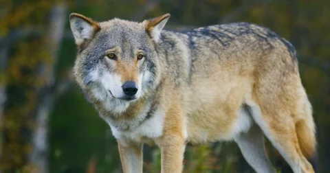 Close-up of beautiful grey wolf standing in the forest observing Stock Footage 80466218