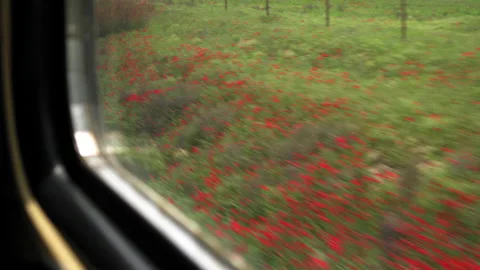Close-Up Beautiful Growth Of Red Flowers Amidst Grass Over Landscape Seen Stock Footage 155837497