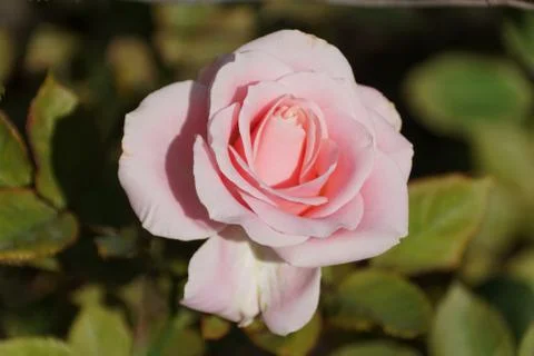 Close up of a beautiful half-bloom light pink rose Stock Photos