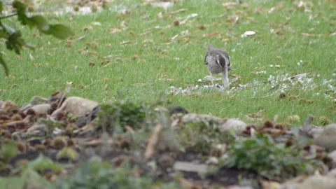 Close up beautiful hawk eats its prey. Slow motion HD 库存影片 146131315